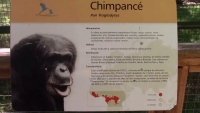 Chimpanc&eacute; Toti: el amparo como proceso constructivo para mejorar sus condiciones de vida